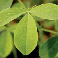 یونجه