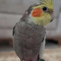گم شده عروس هلندی(الهیه بهداری)