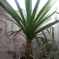 صندلی اصلاح