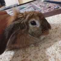 خرگوش
