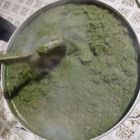 سبزی خورشتی درجه یک رامهرمز کیلو65