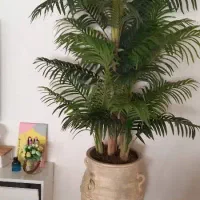 انواع درختچه با ارتفاعِ بلند|گل مصنوعی|ارومیه, |دیوار