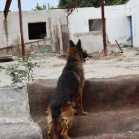 واگذاری سگ ژرمن|سگ|گرگان, |دیوار