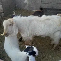 چبش دورگ|حیوانات مزرعه|آیسک, |دیوار