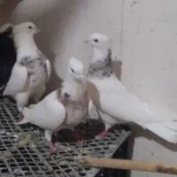 ۳۵عدد کفتر خوب غریب|پرنده|کوهدشت, |دیوار