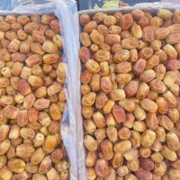 فروش قصب زاهدی لوکس