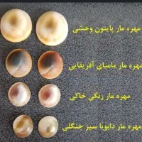 فروش مهره|کلکسیون اشیاء عتیقه|تهران, پرستار|دیوار