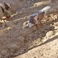 کبوتر|پرنده|رودشت (چهارمحال و بختیاری), |دیوار