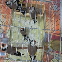 ۶عدد سهره نر جونه|پرنده|بروجرد, |دیوار