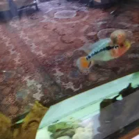 جوجه فلاور ۴ بندی|ماهی|سامان, |دیوار