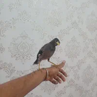 مرغ مینا|پرنده|گتوند, |دیوار