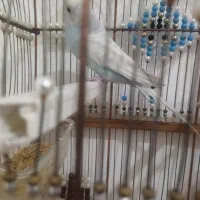 مرغ عشق ۶ماهه نرانگلیسی