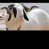 قصاب سیار ۲۴ ساعته در پرند