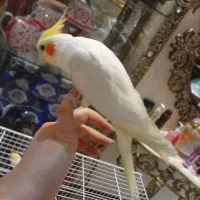 قناری|پرنده|نیشابور, کوی یغما|دیوار