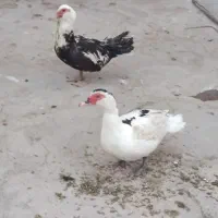 اردک اسرائیلی نرو ماده