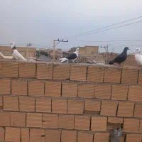 دوکتی بلقاری|پرنده|دزفول, |دیوار