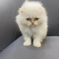 اسکاتیش لانگ و بریتیش گلد قیمت مناسب|گربه|بوشهر, |دیوار