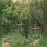 باغ مشجر  ۱.۲۰۰ متری نزدیک شهر|فروش خانه و ویلا|تویسرکان, |دیوار