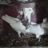 کبوتر طوقی|پرنده|سرپل ذهاب, |دیوار