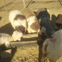 20 راس بره نردماده