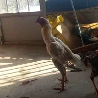 خروس لاری|حیوانات مزرعه|انگوت, |دیوار