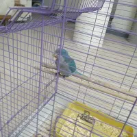 فروش جوجه طوطی راهب|پرنده|بابلسر, |دیوار