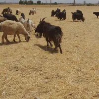 فروش بز چاق کشتی