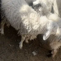 وبره فروشی|حیوانات مزرعه|بیرجند, |دیوار