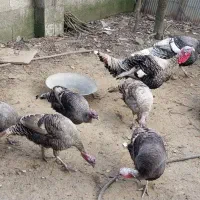 بوقلمون محلی بالغ ارگانیک