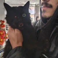 واگذاری کاملا رایگان گربه دوساله|گربه|مرند, |دیوار