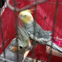 یک عدد جفت عروس پاریس  سرحال و ریتم خون|پرنده|اهواز, کیانشهر|دیوار