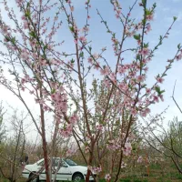 باغ در شربیان|فروش خانه و ویلا|مهربان, |دیوار