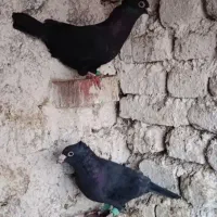 نروماده زاغ کرمانی کاکلی