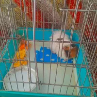 خوکچه هلندی|موش و خرگوش|تبریز, |دیوار