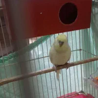 یک جفت مرغ عشق رنگ خاص