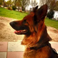 شرمن شپرد کینگ سایز جهت کشش فوری ماده