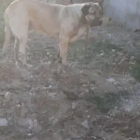 پژدر ۱۹ ماهه نر|سگ|کرمانشاه, |دیوار