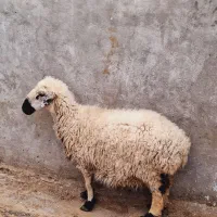یک‌گوسفندآبست‌سه‌قلوزا  مایه‌کرد