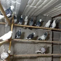 کبوتر پرشی|پرنده|رشت, حومه رشت|دیوار