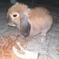 خرگوش لوپ|موش و خرگوش|مشهد, آبکوه|دیوار