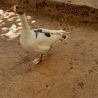 غاز ماده و تخم گذار