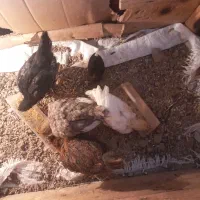 ۵عدد جوجه محلی فقط یدونه ماشینی هست