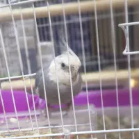 عروس هلندی خاص