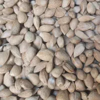 بادام درختی (سنگی)|خوردنی و آشامیدنی|مشهد, هنرور|دیوار