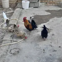 مرغ و خروس سرحال|حیوانات مزرعه|باوی, |دیوار