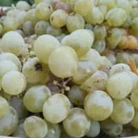انگور