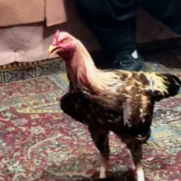 خروس ۱۱ ماهه