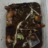 حلزون|خزنده|تهران, یاخجی آباد|دیوار