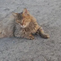 گربه ی زیبا ملوس