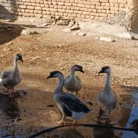 غوغاز|حیوانات مزرعه|کنگاور, |دیوار